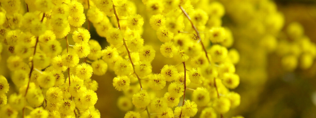 festa-della-donna-mimosa